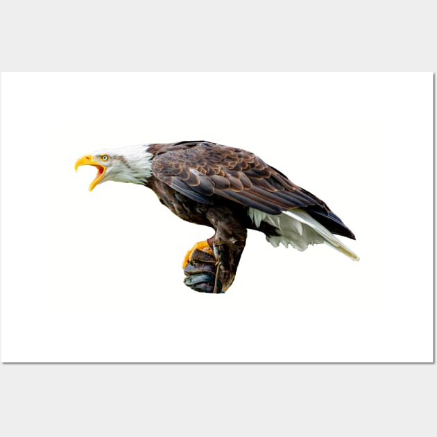 Screaming Bald Eagle Wall Art by dalyndigaital2@gmail.com